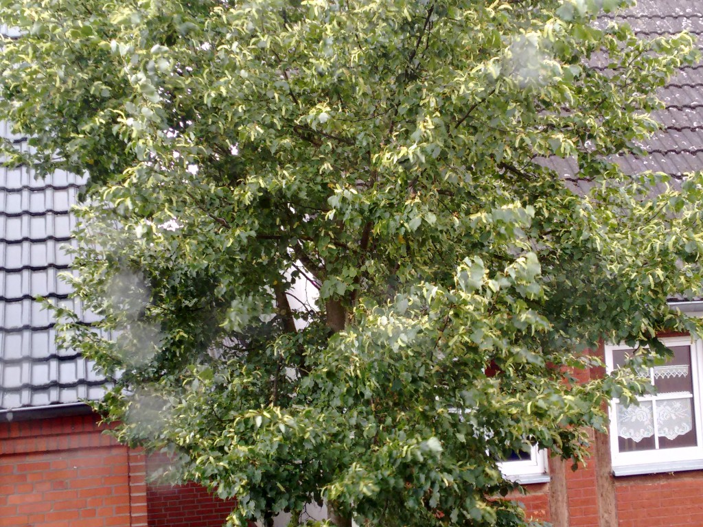 Nachbars Baum im Sturm